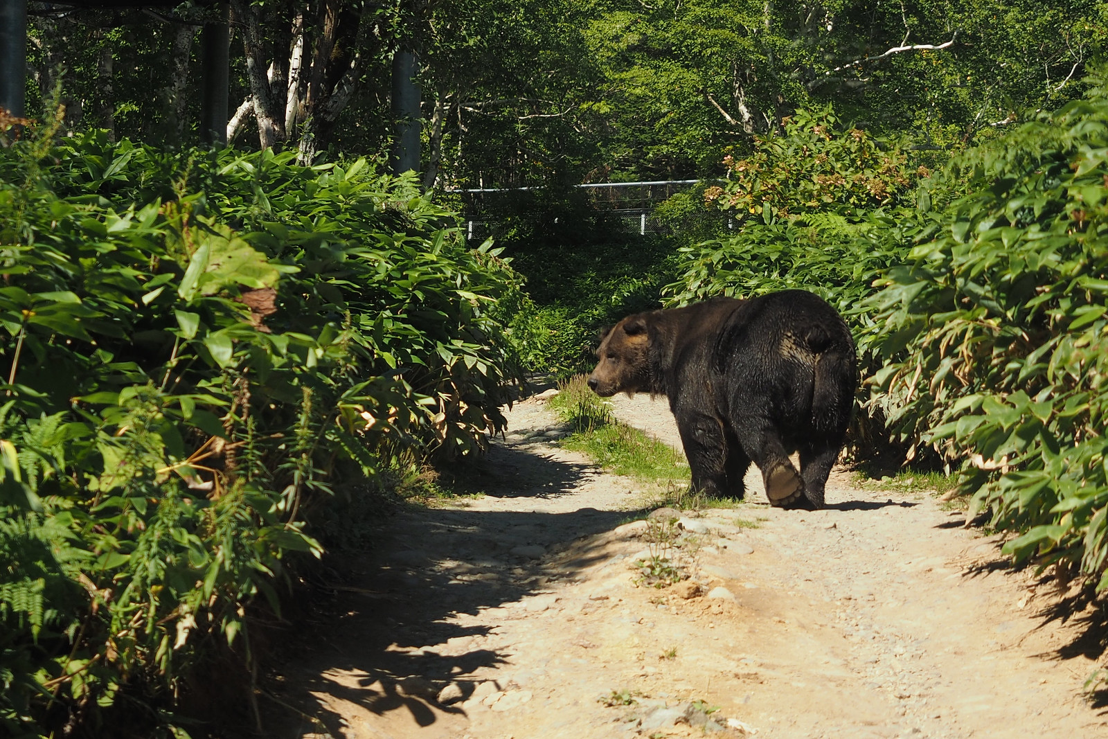 A brown bear