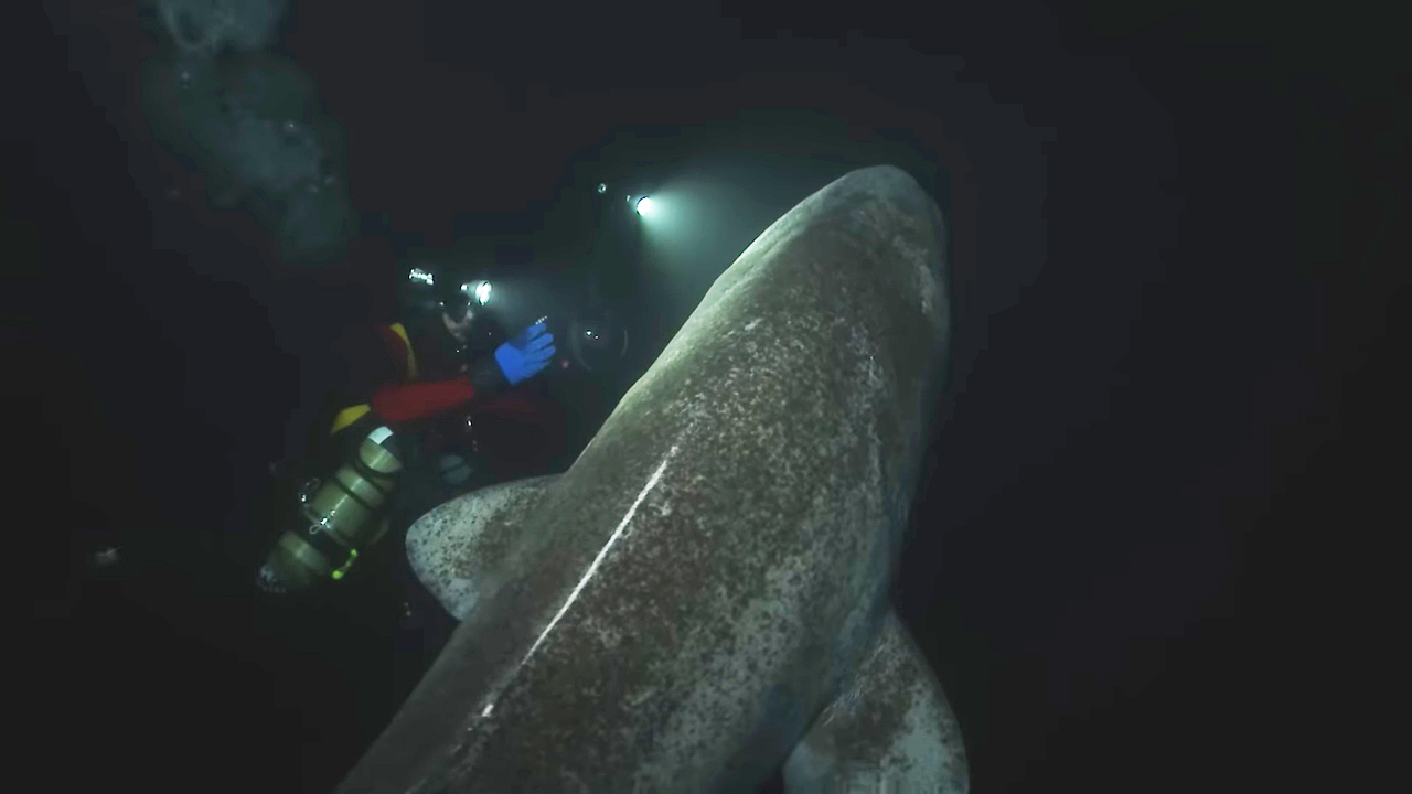 greenland shark underwater
