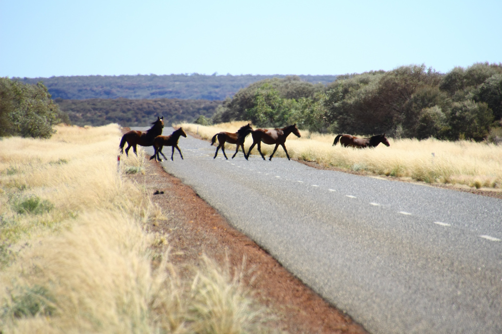 Horses crossing the road