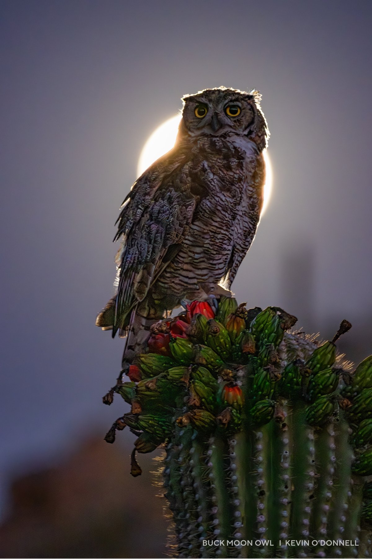 An owl posing on a cactus in front of the moon.