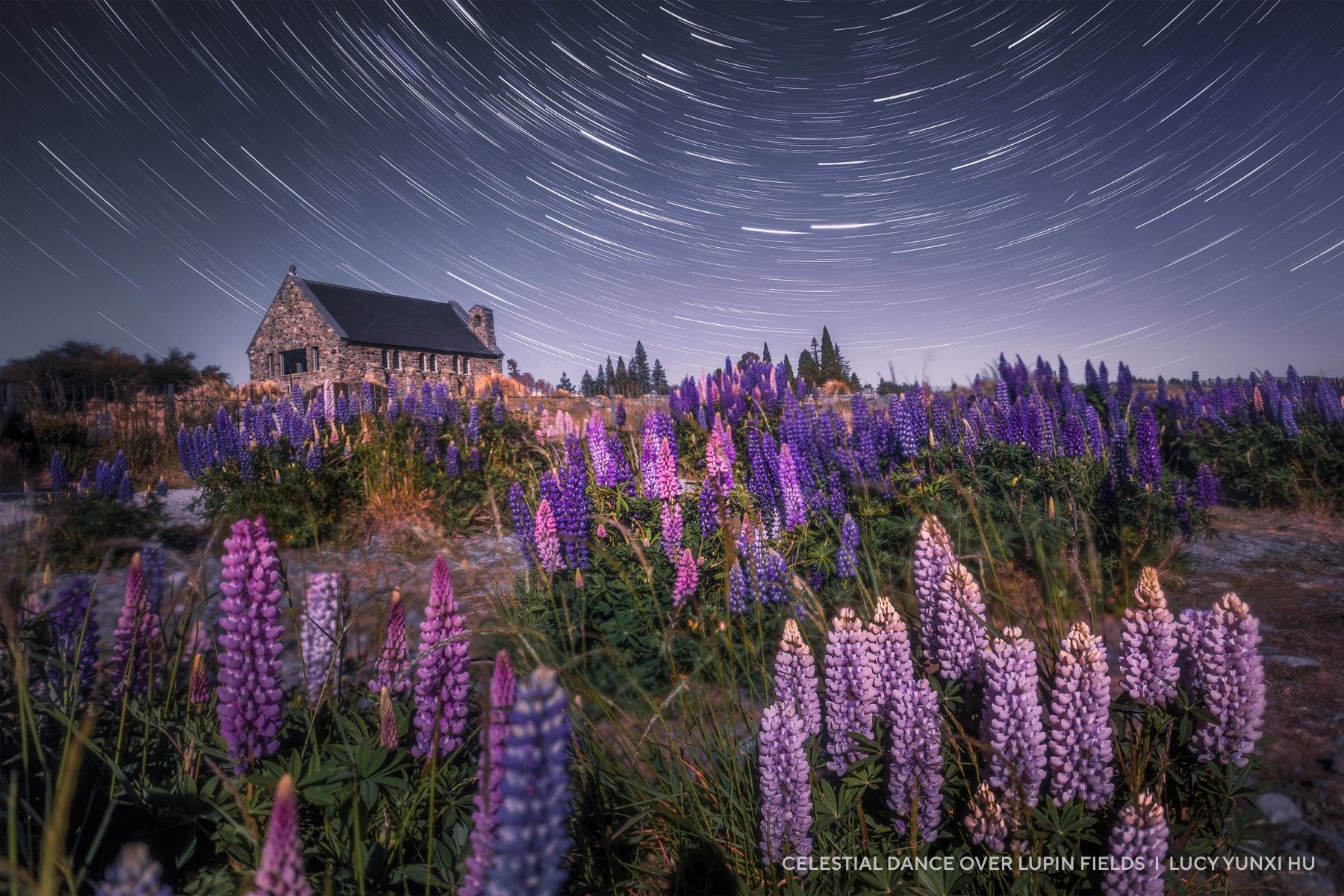 Star trails above a field of flowers with a church in the background.