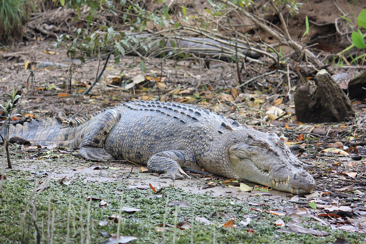 A large crocodile on the bank