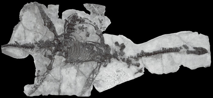 Plesiosaurus skeleton