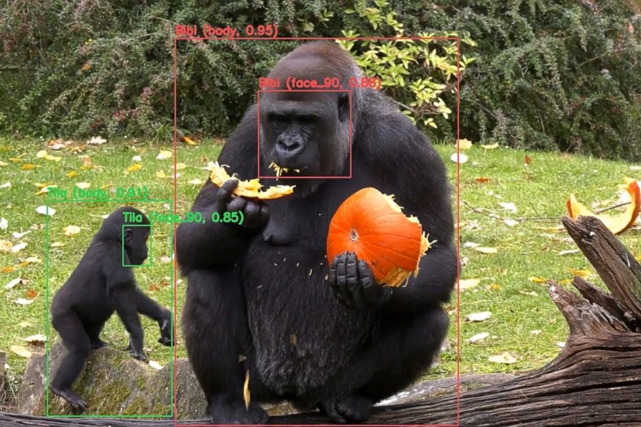 A gorilla eating pumpkin, with AI markup identifying her as Bibi