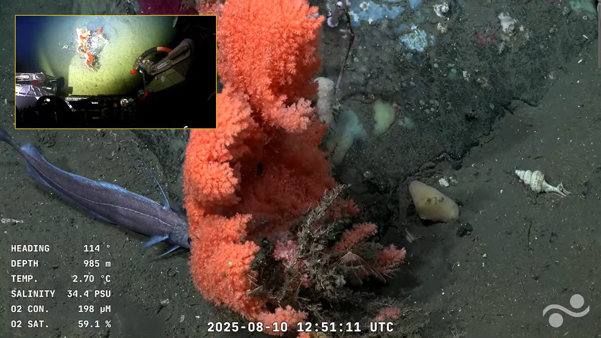 A reddish coral with a fish next to it.