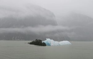 A tree and an iceberg floating in the Tracy Arm Fjord after a landslide.