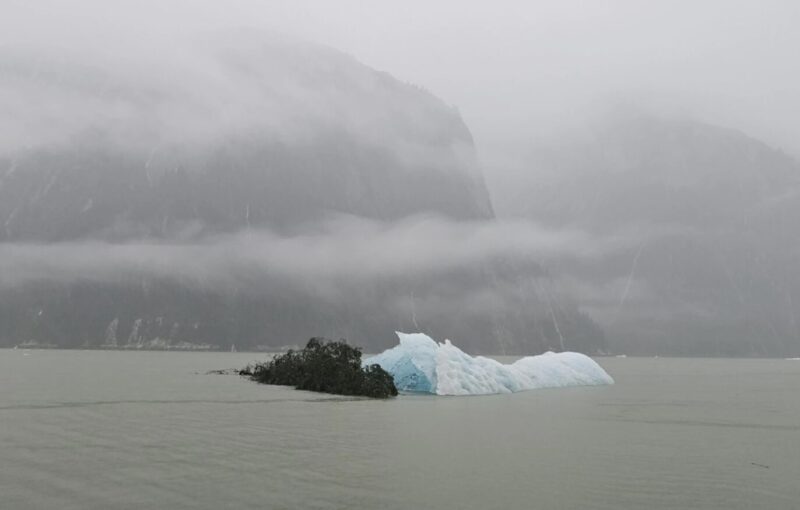 A tree and an iceberg floating in the Tracy Arm Fjord after a landslide.