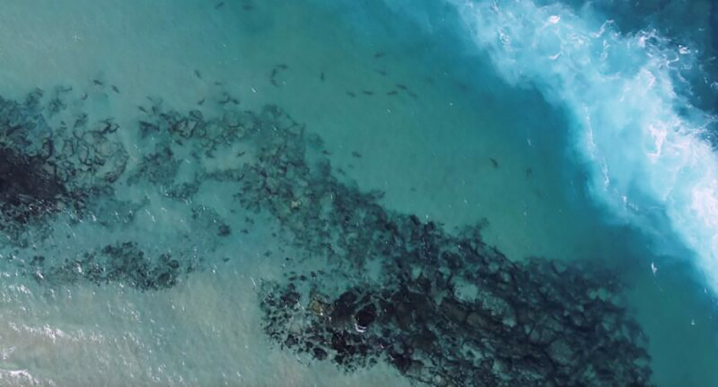 sharks from the air