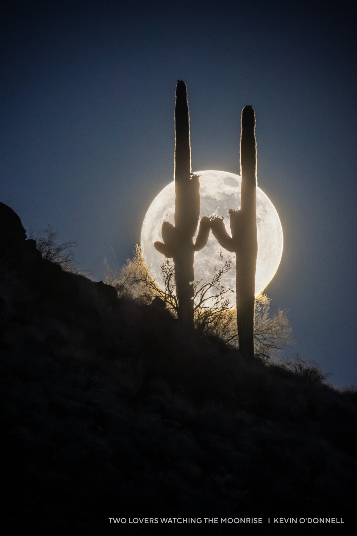 Two cacti in front of the moon.