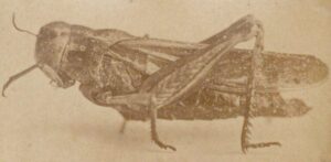 The Rocky Mountain Locust, or 'Melanoplus spretus.'