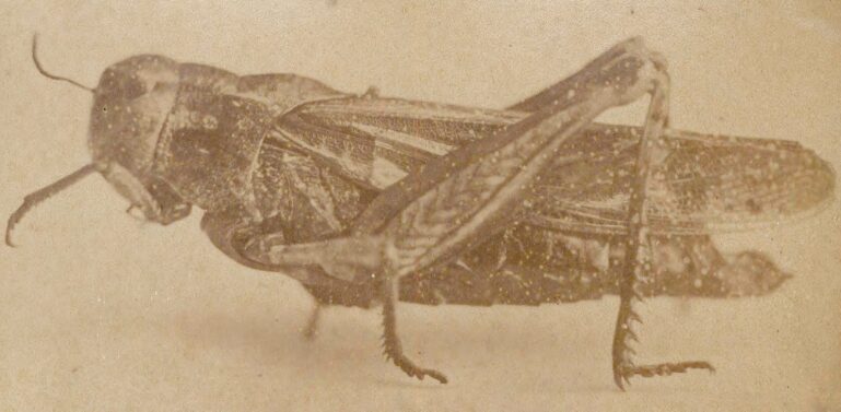 The Rocky Mountain Locust, or 'Melanoplus spretus.'