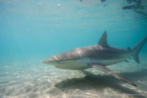 dusky shark