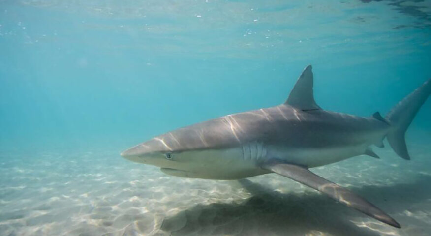 dusky shark