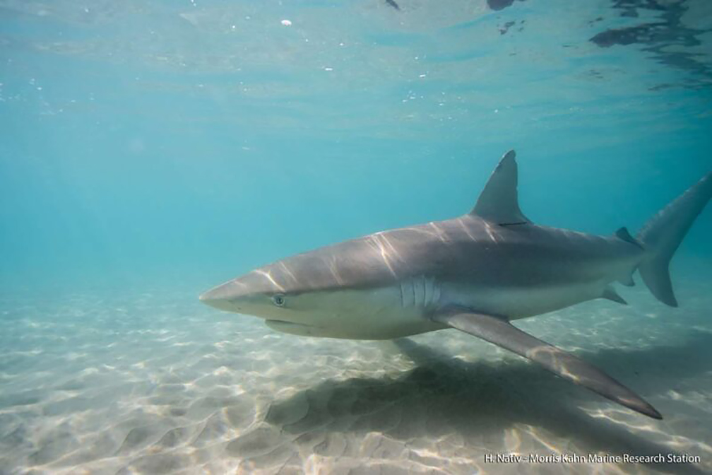 dusky shark
