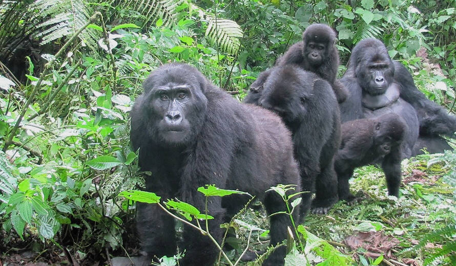 several gorillas