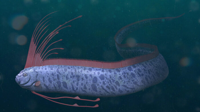oar fish depiction