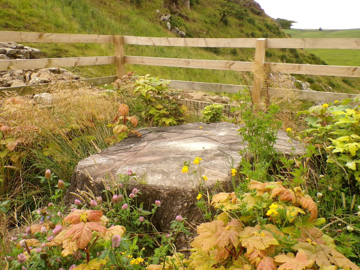 A stump with saplings around it.