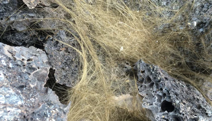 Pele's Hair hay