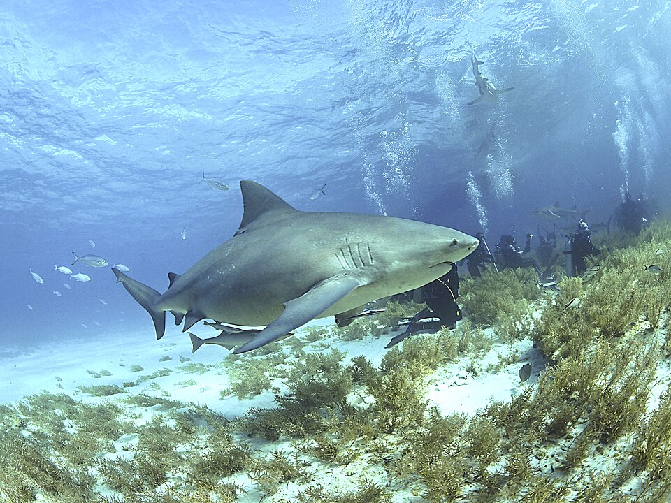 A bull shark