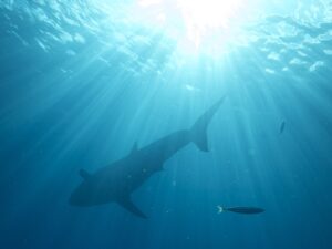 The outline of a shark from beneath