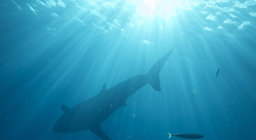 The outline of a shark from beneath