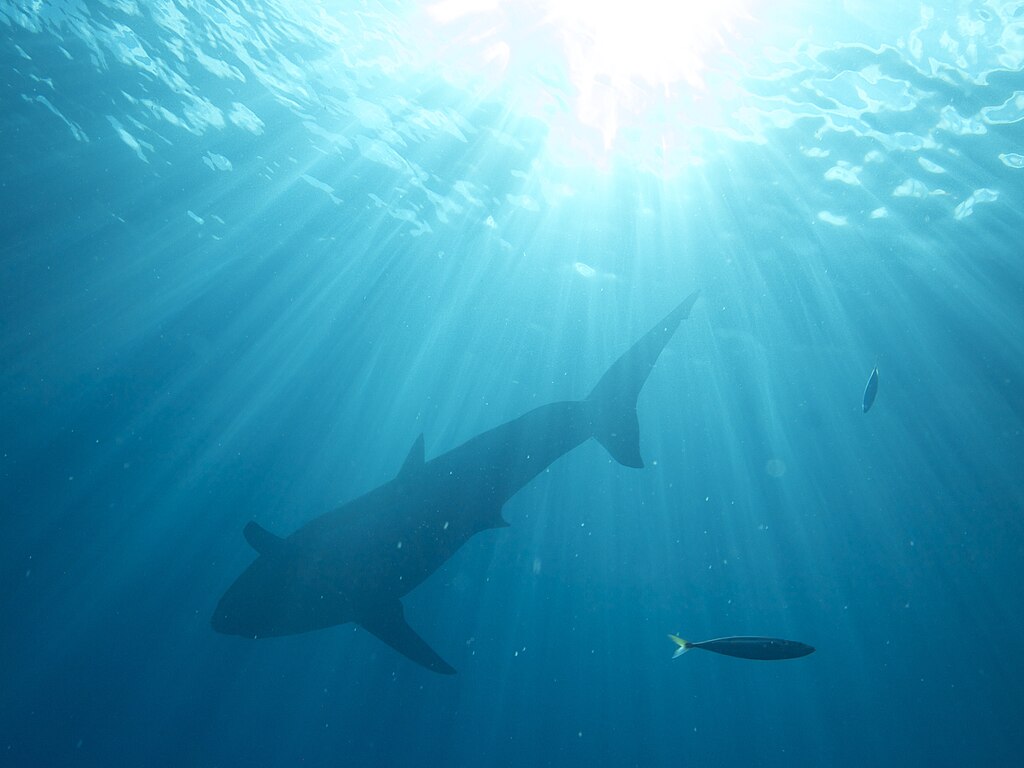 The outline of a shark from beneath