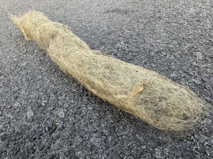 Pele's Hair tumbleweed