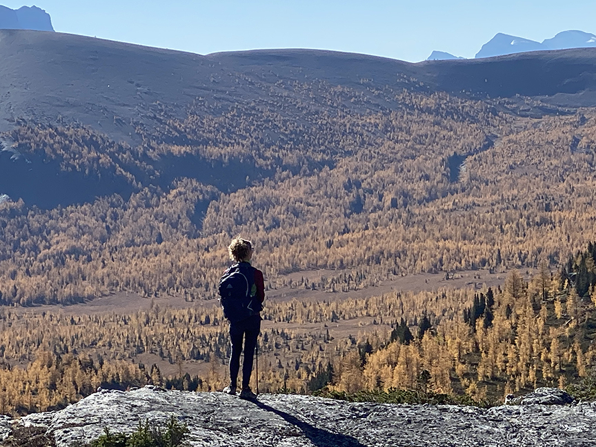 larches in a valley