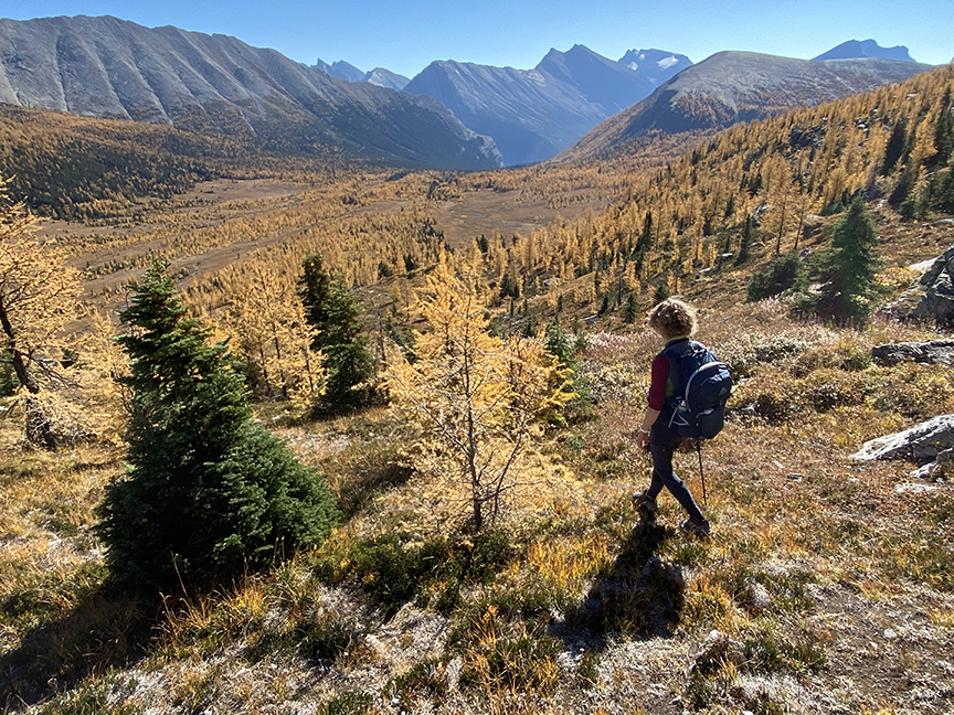 golden larches in valley with hiker
