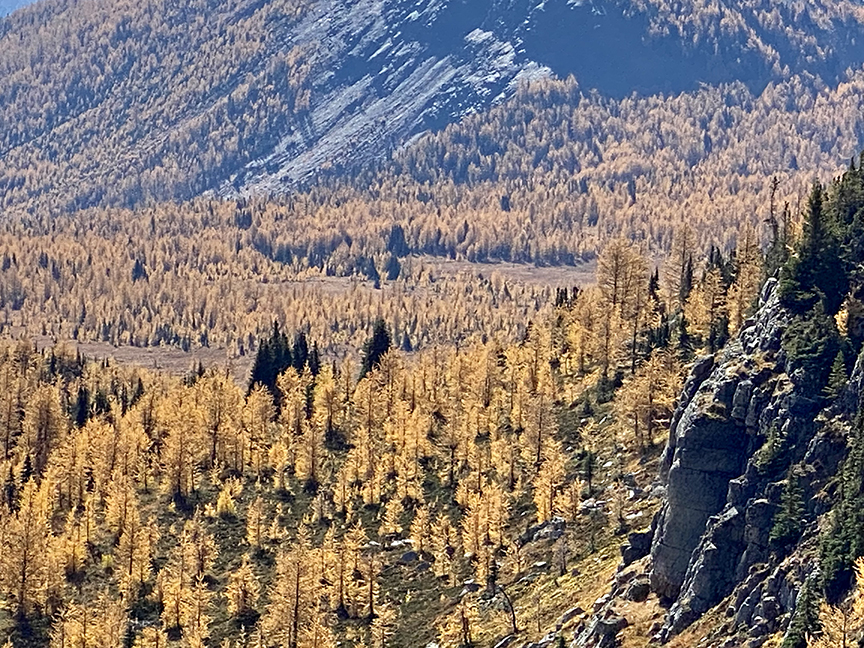 a larch-filled valley