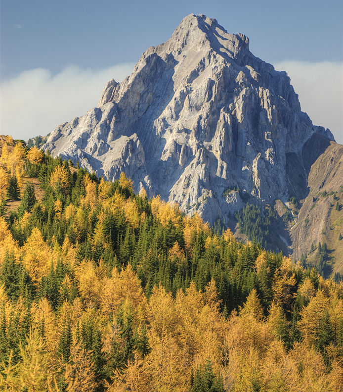 larch and spiky peak