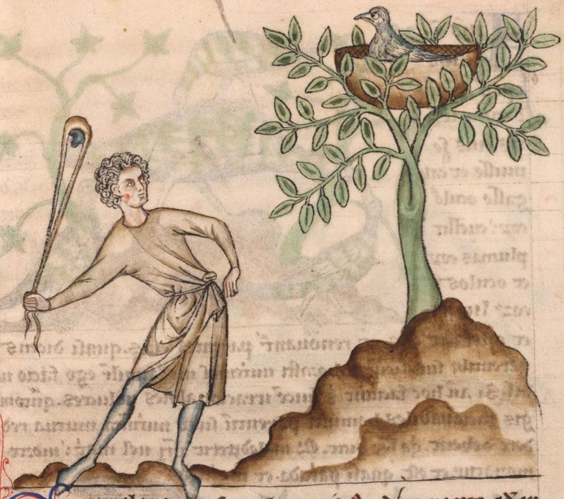 An illustrated manuscript