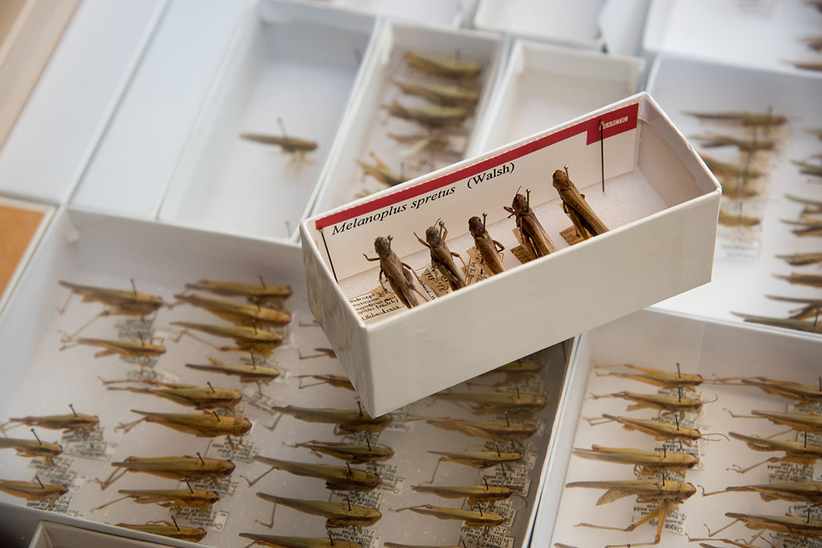Many boxes of pinned locust specimens