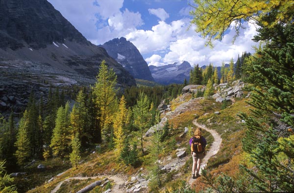 hiker amid larch