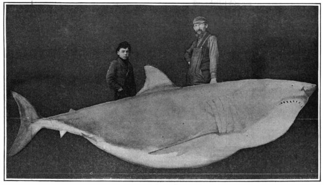 A very large shark