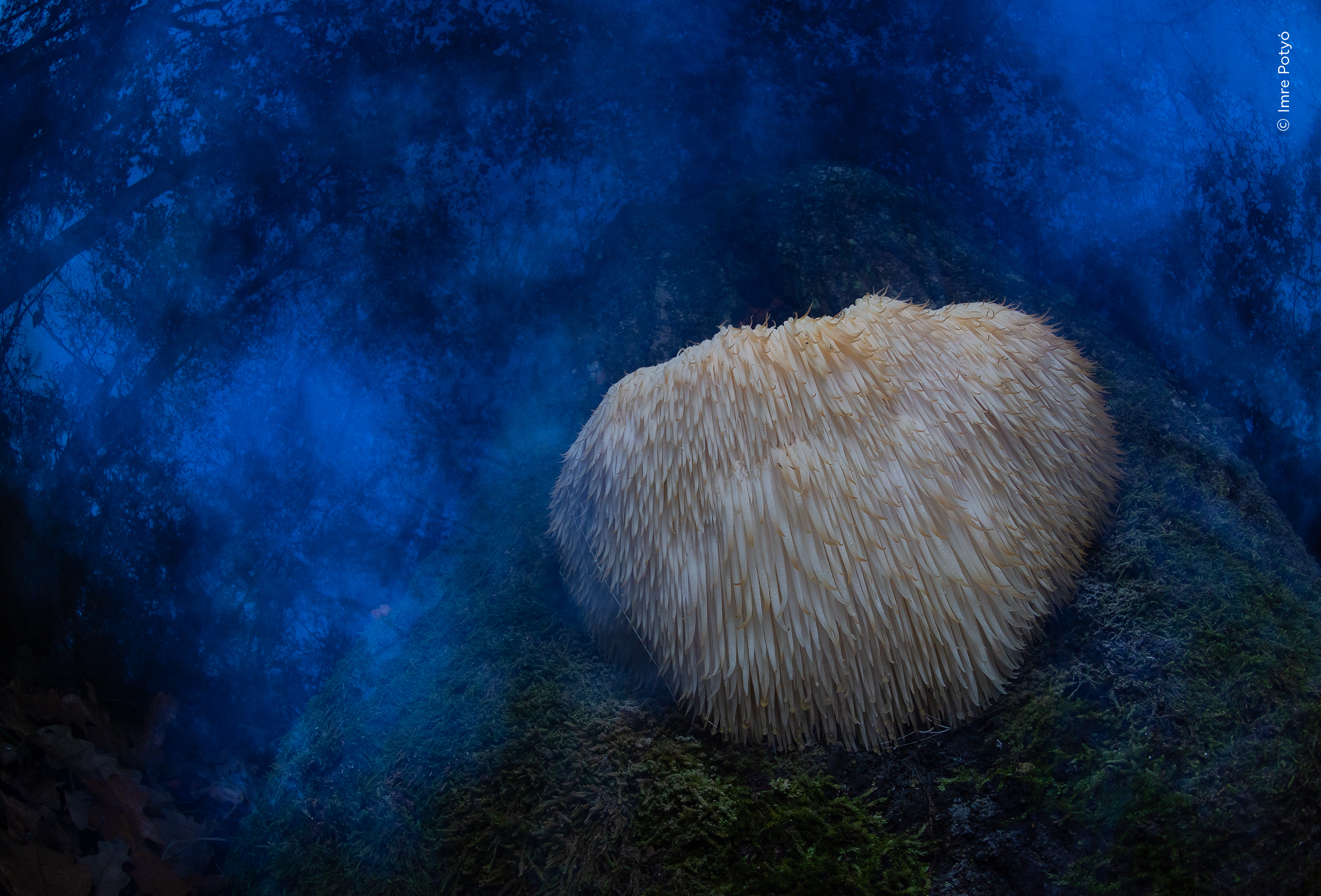 A fungal growth on a tree at night