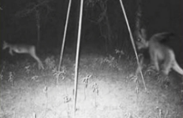 jersey devil