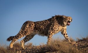 A roaring cheetah