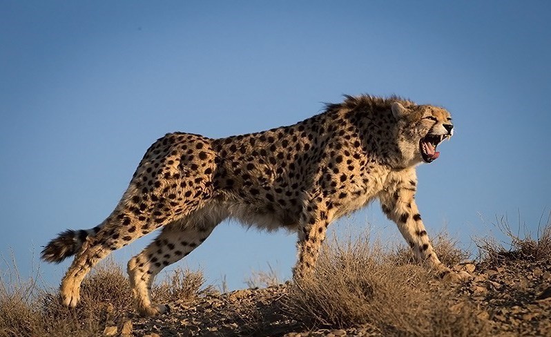 A roaring cheetah