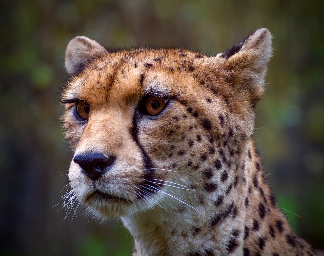 A cheetah