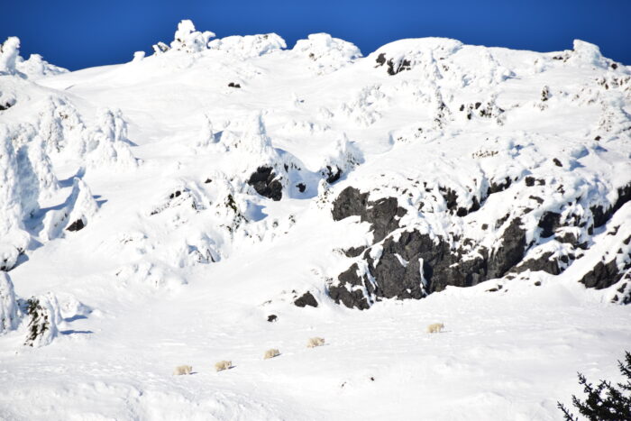 Five adult female mountain goats traversing below steep, snow loaded avalanche-prone slopes in mid-winter, Takshanuk Ridge, Haines, Alaska.
