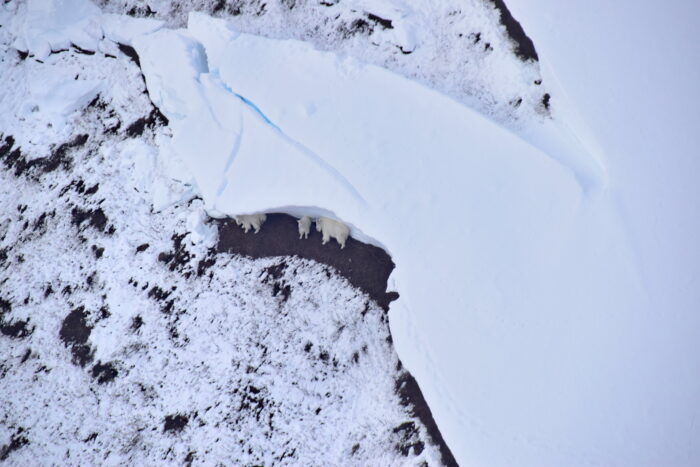 Mountain goats sheltering beneath the fracture line of a mid-winter avalanche