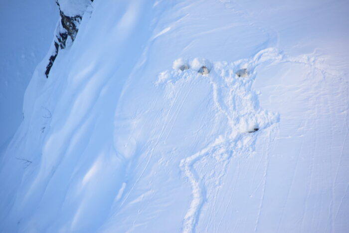 Mountain goats lying in dug-out snow pits on an avalanche-prone slope following an extreme storm.