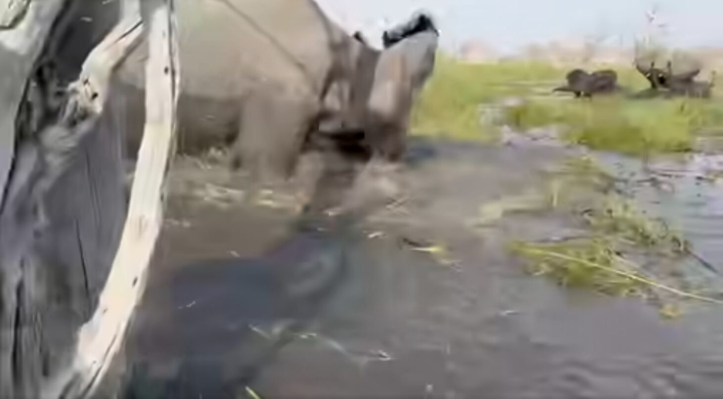 An elephant in the water, with trunk submerged
