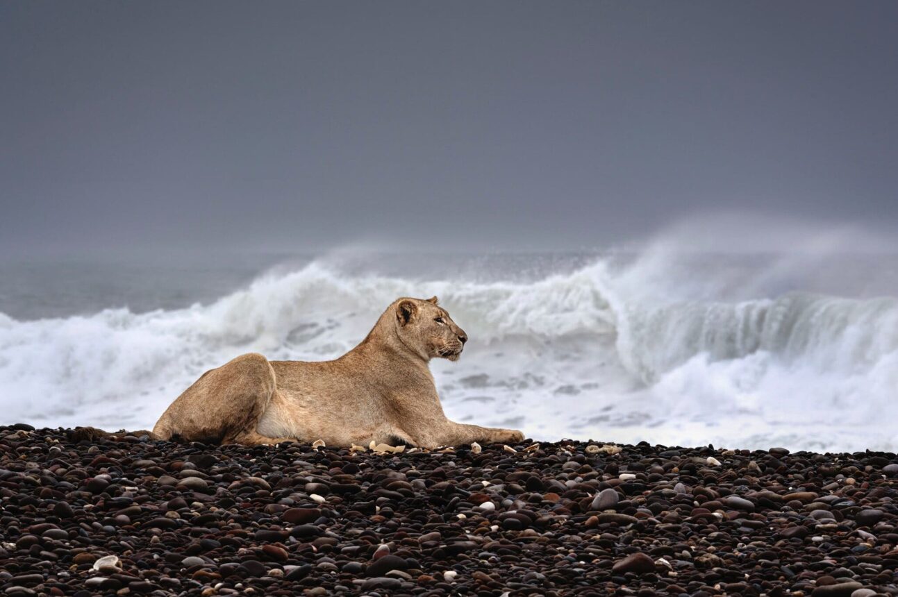 A lionness sitting on a rocky beach
