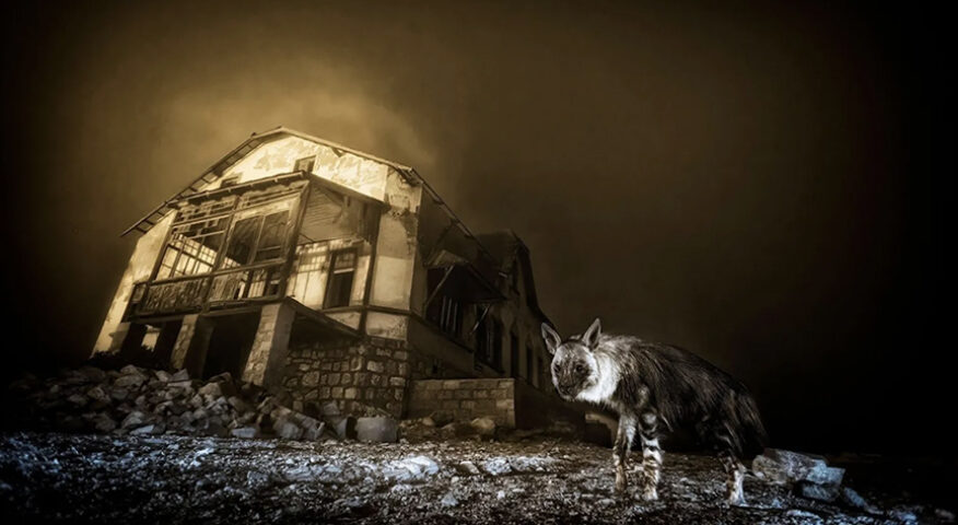hyena beside building at night