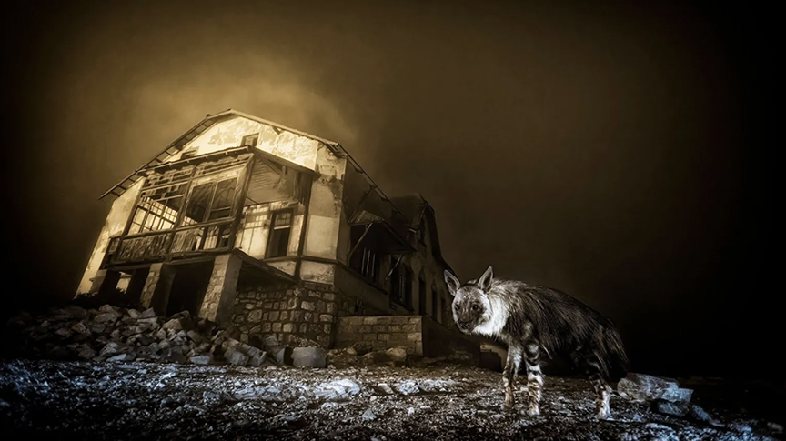 hyena beside building at night