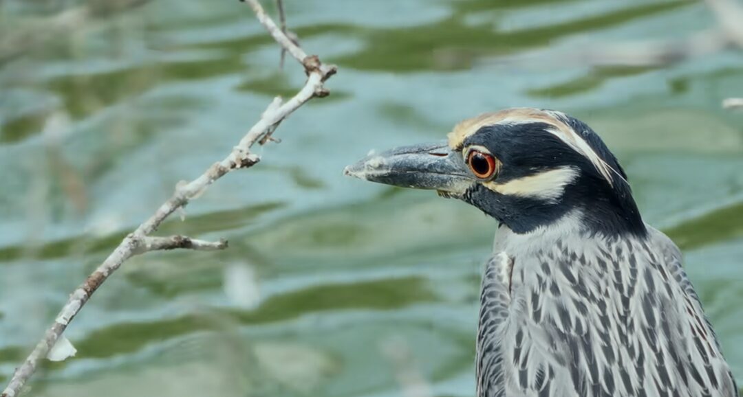bird