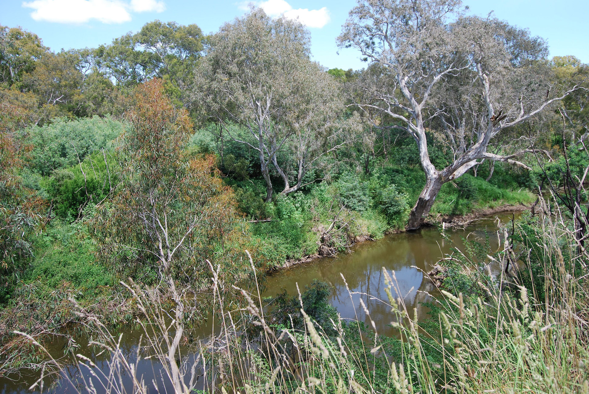 A creek in the Australian bush