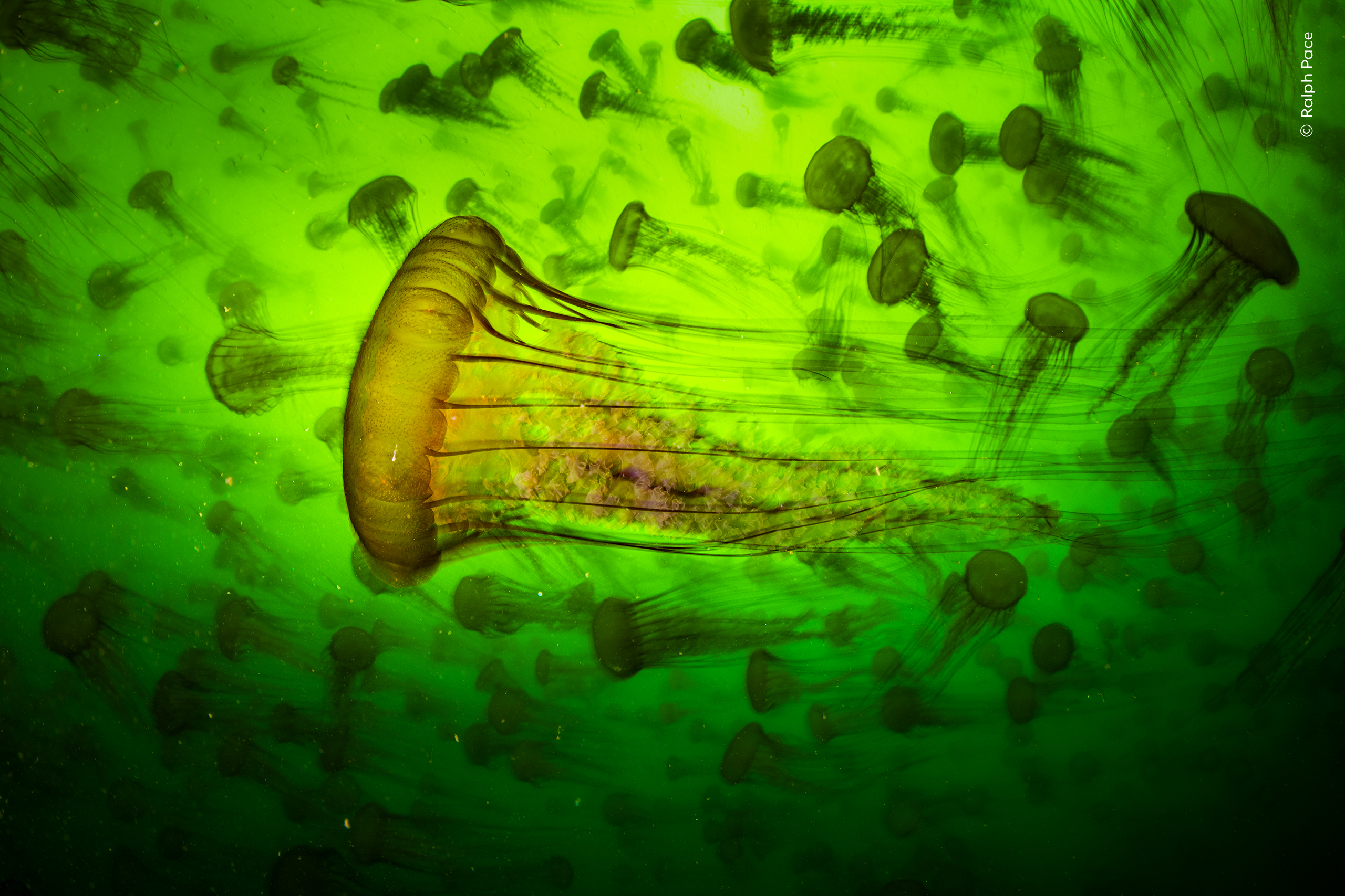 jellyfish